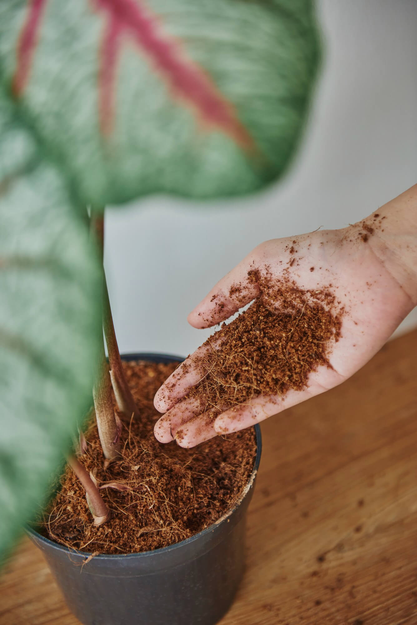 The Benefits of Using Cocopeat in Your Garden