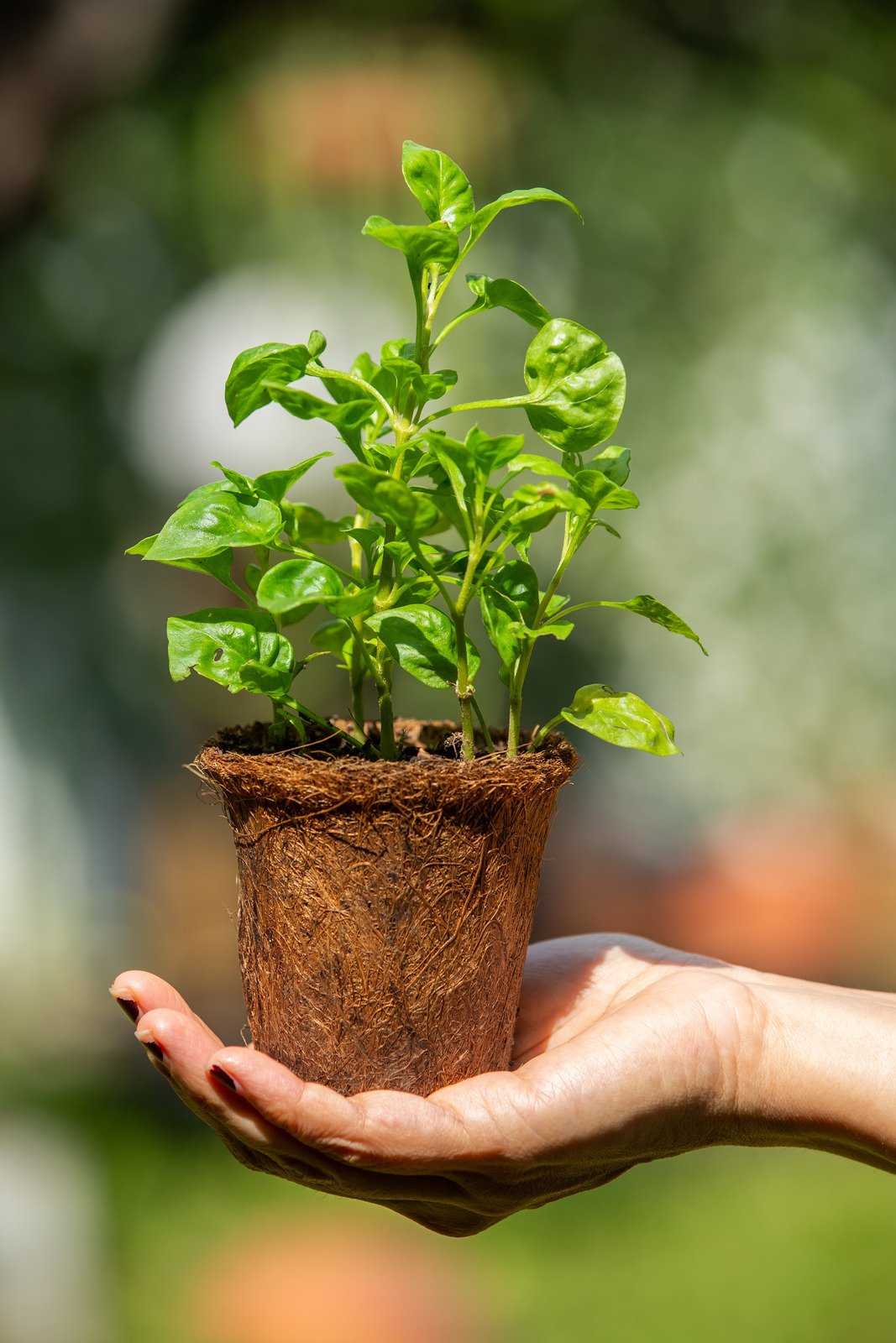 Maximizing Plant Growth with Cocopeat: Tips and Tricks
