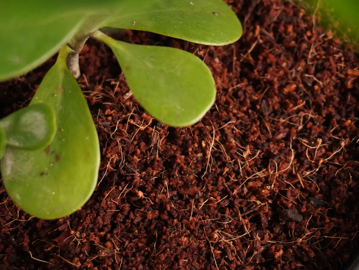 Coco Peat vs Peat Moss: Which is Better for Sustainable Agriculture?