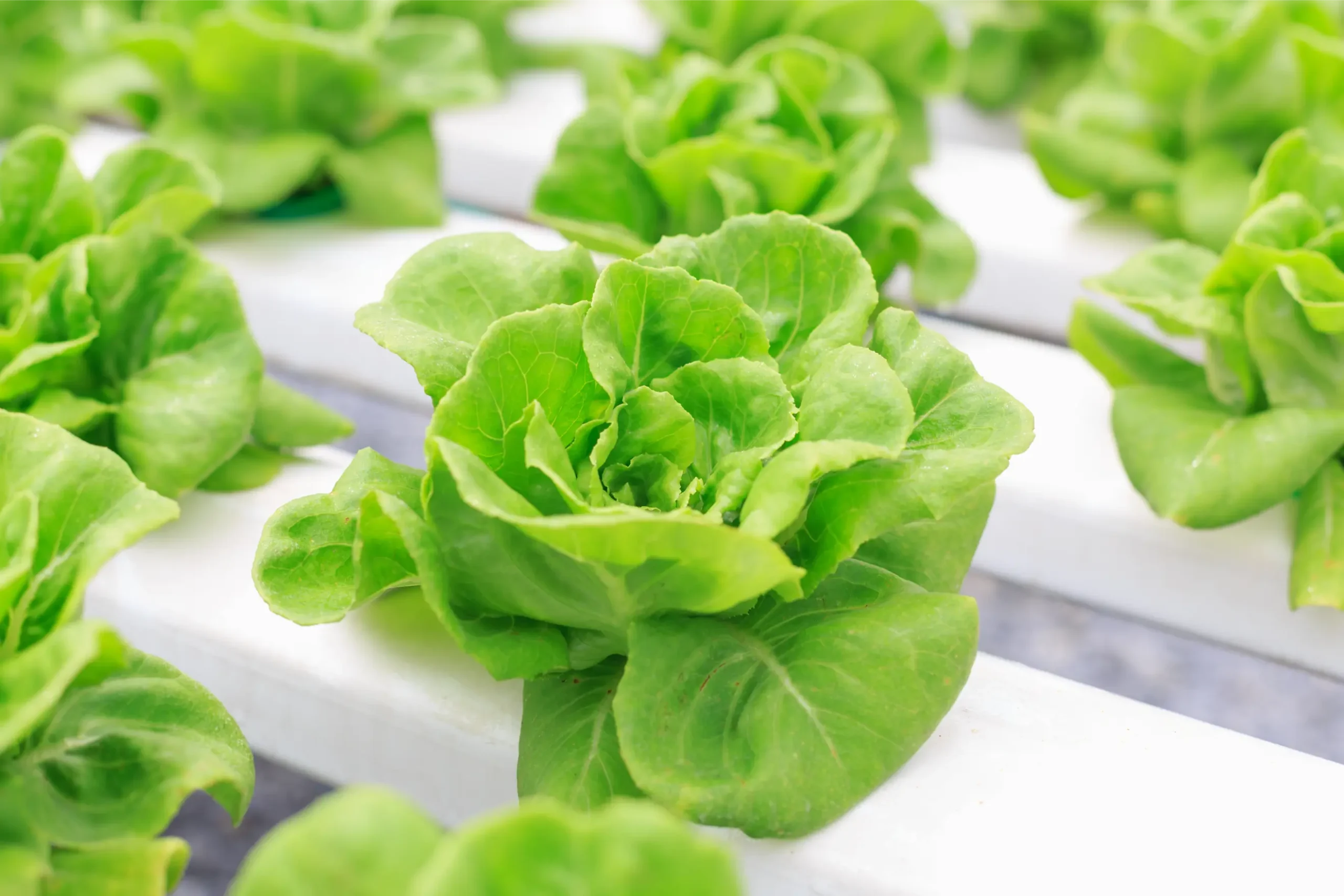 Choosing the Best Growing Medium for Hydroponics